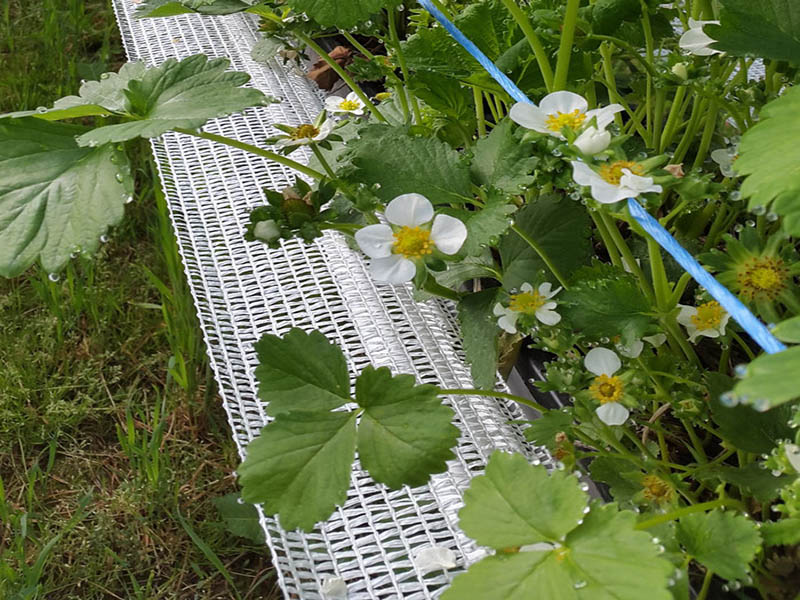 Horticulture Strawberry netting